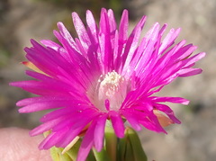 Ruschia duthiae