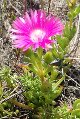 Ruschia duthiae