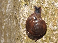 Macrochlamys nitidissima