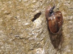 Macrochlamys nitidissima