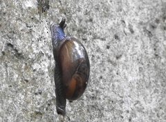 Macrochlamys nitidissima