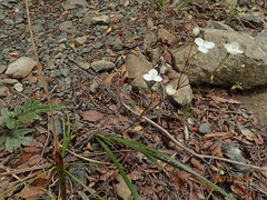Libertia