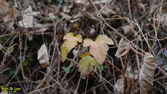 Tracheophyta