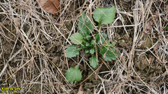 Tracheophyta