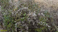Tracheophyta