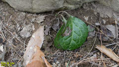 Tracheophyta