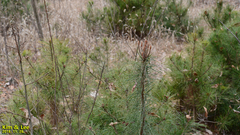 Pinus