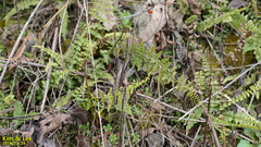 Polypodiopsida