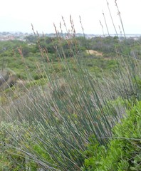 Thamnochortus spicigerus