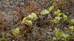 Tracheophyta