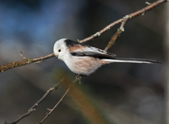 Aegithalos caudatus caudatus