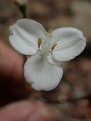 Libertia