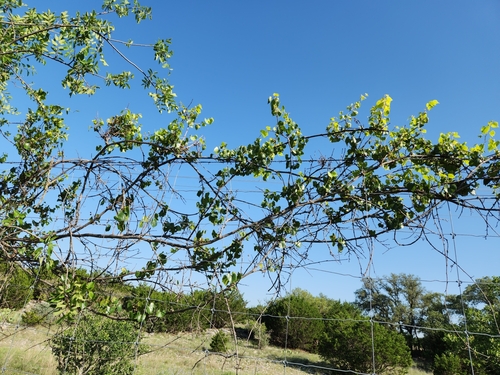 Image of Vitis monticola by (c) Jo Roberts, some rights reserved (CC BY)