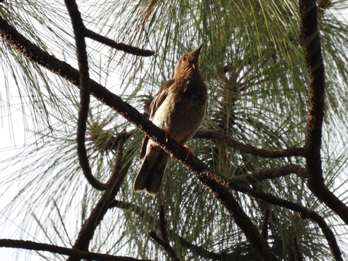 Aztec Thrush (Ridgwayia pinicola), photo 5