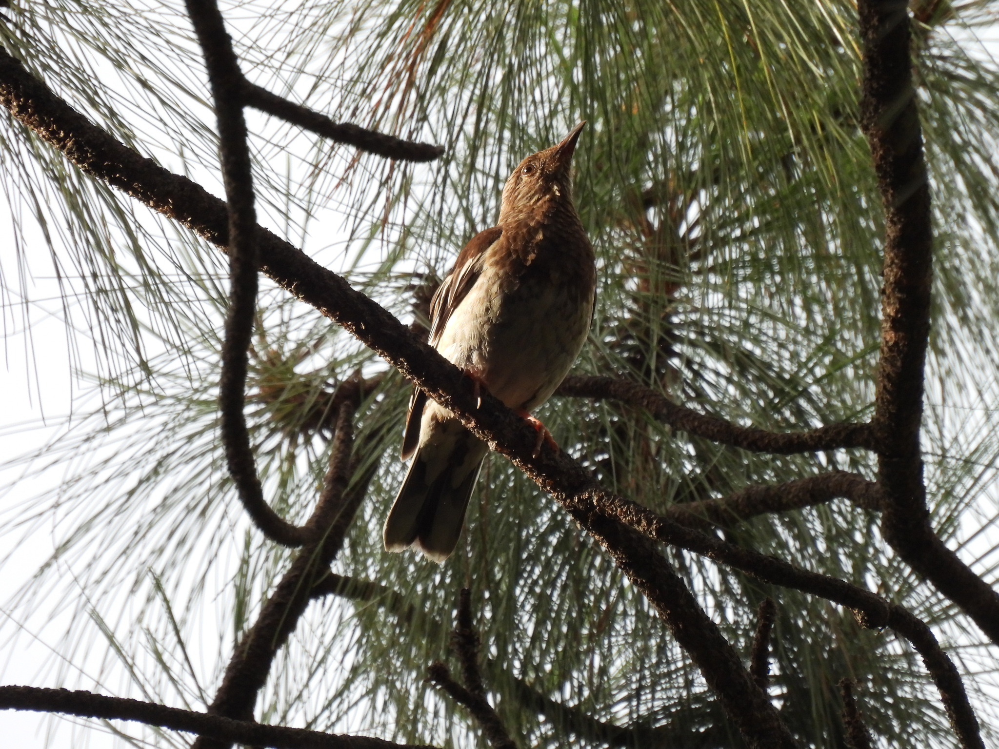 Aztec Thrush (Ridgwayia pinicola), photo 3