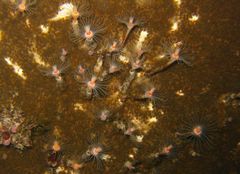 Ralpharia magnifica