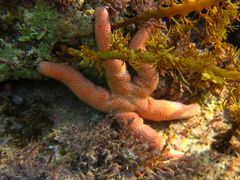 Pseudonepanthia troughtoni