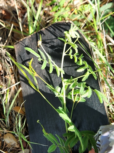 Image of Desmanthus velutinus by (c) Jo Roberts, some rights reserved (CC BY)