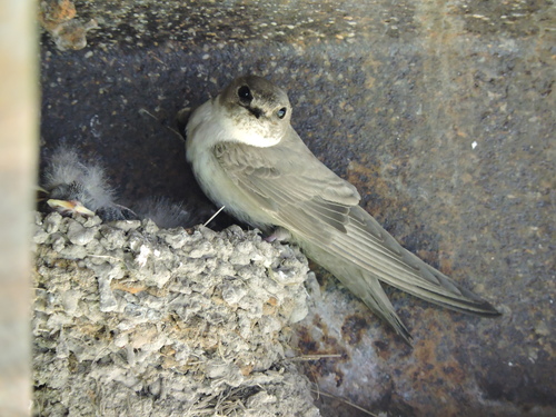 Hridna lastavica (Ptyonoprogne rupestris)