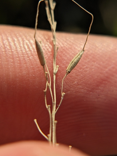 Image of Limnodea arkansana by (c) Eric Knight, some rights reserved (CC BY)