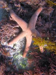 Pseudonepanthia troughtoni