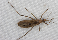 Narvesus carolinensis