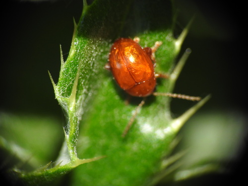 Distelaardvlo, 1261 Blaricum, Netherlands, photo 8 of 10