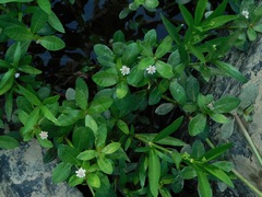 Alligatorweed