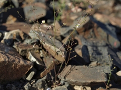 Nemacladus orientalis