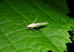 Stathmopoda horticola