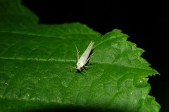 Stathmopoda horticola