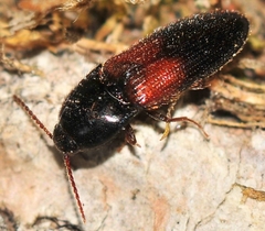 Ampedus pullus