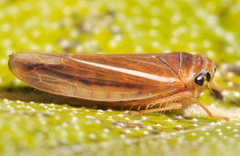 Idiodonus kennicotti