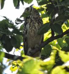 Bubo bengalensis