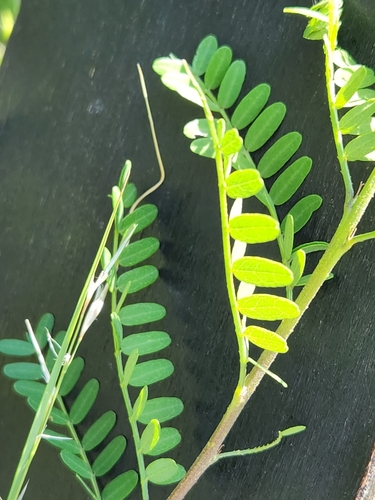 Eysenhardtia texana
