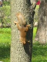 Sciurus vulgaris