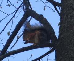 Sciurus vulgaris