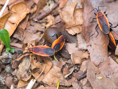 Antilochus grelaki