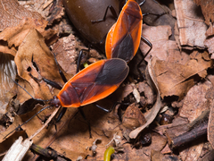 Antilochus grelaki