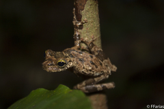 Osteocephalus oophagus