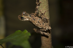 Osteocephalus oophagus