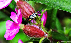 Grypocoris stysi