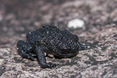 Oreophrynella quelchii