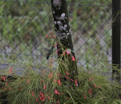 Chlorostilbon mellisugus