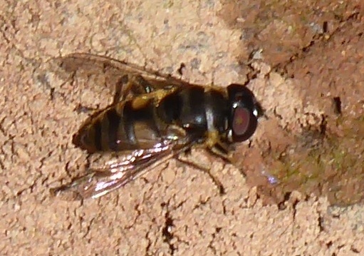 Eristalis suturalis