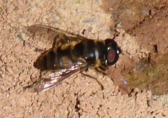 Eristalina