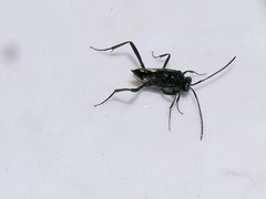Evania appendigaster