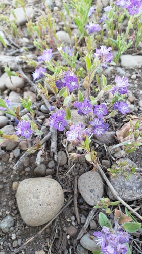 Phacelia humilis var. humilis