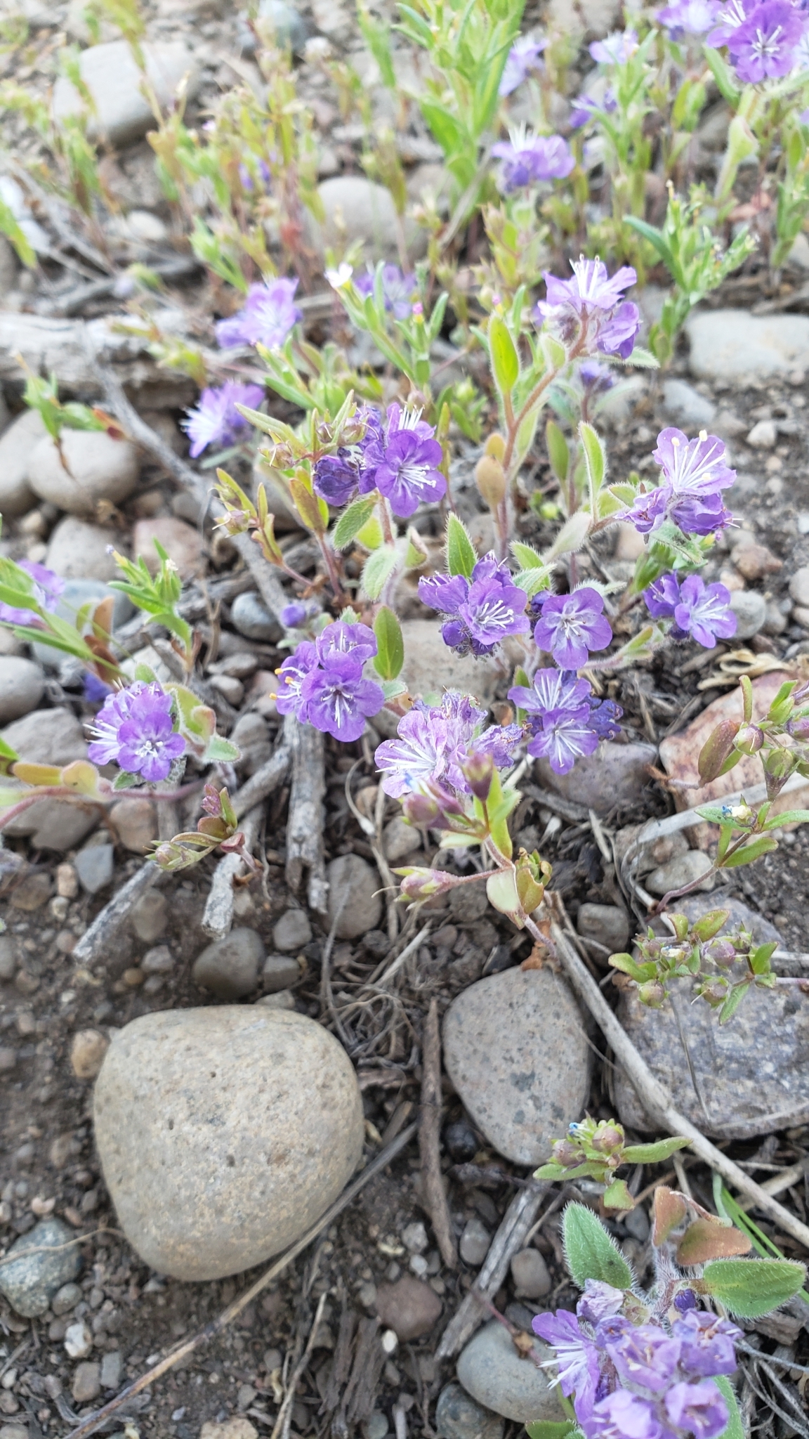 Phacelia humilis var. humilis