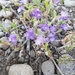 Low Phacelia - Photo (c) Shane Hanofee, some rights reserved (CC BY-NC), uploaded by Shane Hanofee